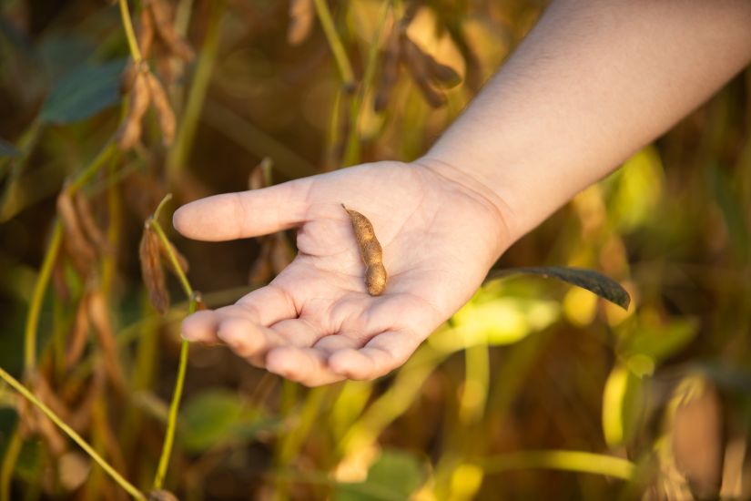 Soja y aminoácidos esenciales: lo que necesitas saber